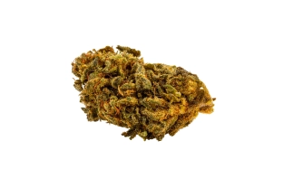Master Kush Outdoor 15%