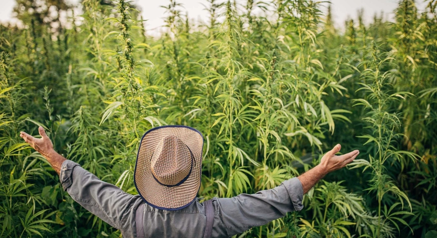 Où trouver le meilleur du CBD ?