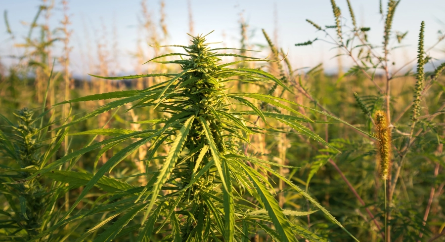 CBD et Parkinson