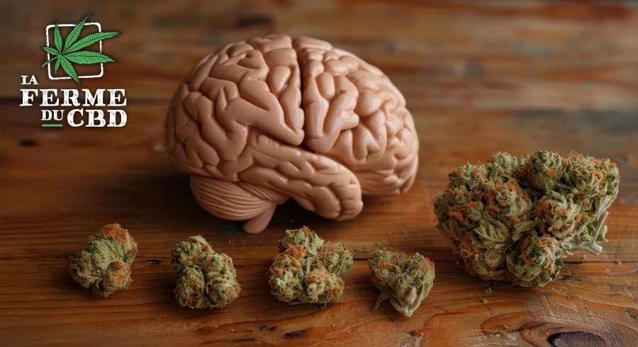 Le CBD est-il un psychotrope ? Démêlons le vrai du faux