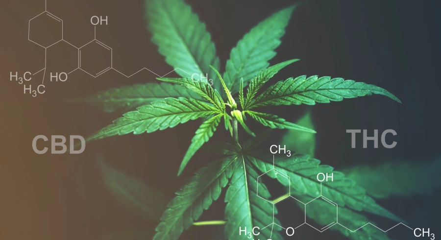 Les différences entre chanvre et CBD