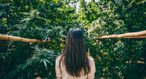 CBD et acouphène