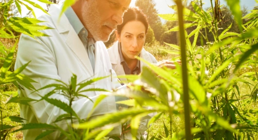 CBD et hypertension