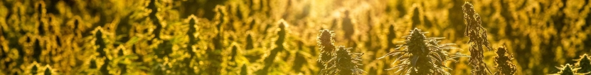 Fleurs de CBD premium 100% légales