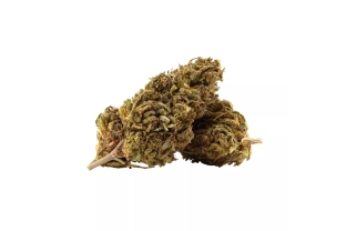 Mobydick Outdoor 15%